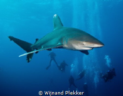 Oceanic Whitetip Shark by Wijnand Plekker 